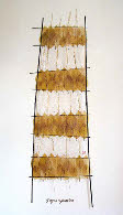 Beech and Grass Ladder