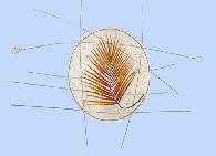 Cycas revoluta