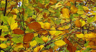 LEAVES Beech New to Old